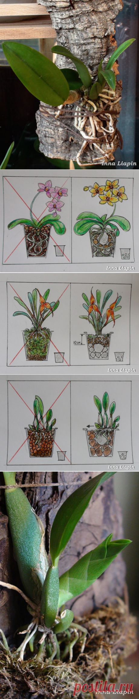 Посадка и пересадка орхидей © Inna Liapin - Успешный уход за орхидеями
