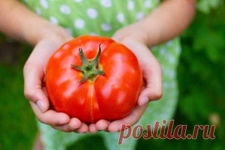 Секретный способ посадки и полива помидоров – урожай гарантирован! | Томаты (Огород.ru)