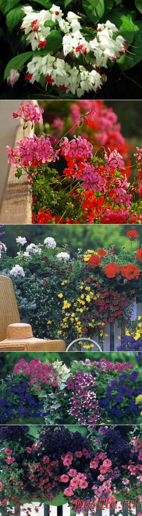 Как стимулировать цветение комнатных растений...