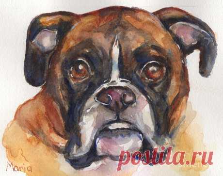 Boxer Dog watercolor by Maria Reichert Boxer Dog watercolor Painting by Maria Reichert