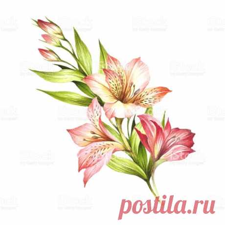 Download this Composition With Alstroemeria Hand Draw Watercolor Illustration vector illustration now. And search more of iStock's library of royalty-free vector art that features Alstroemeria…