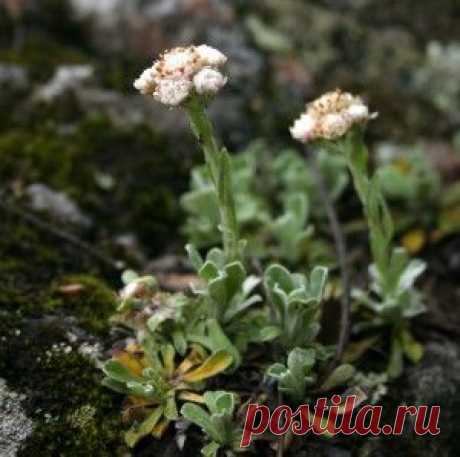 Кошачьи лапки или бессмертник