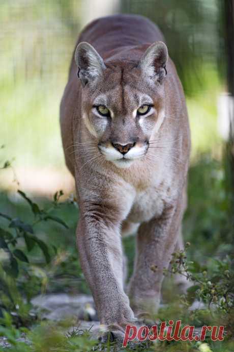 Magical Nature Tour Puma walking towards me by Tambako the Jaguar This puma (I think a big female) was also at the small zoo. Here she was walking towards me. https://flic.kr/p/VuFVmF