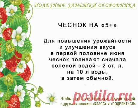 КОПИЛОЧКА ОГОРОДНИКА!
Сохраните и поделитесь с друзьями!
#✒ЗаметкиОгородника✒