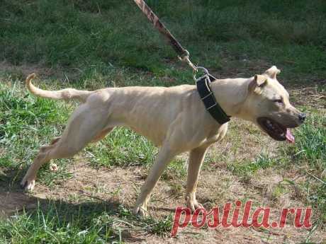 pitbull terrier for sale - Поиск в Google