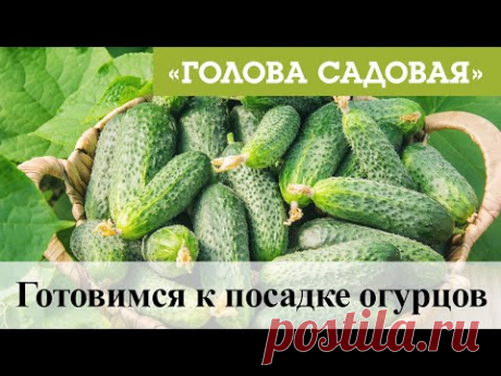 Голова садовая - Готовимся к посадке огурцов