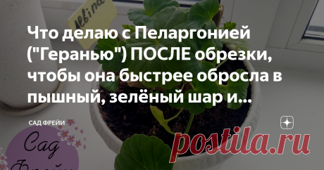 Что делаю с Пеларгонией ("Геранью") ПОСЛЕ обрезки, чтобы она быстрее обросла в пышный, зелёный шар и шикарно зацвела к лету Статья автора «Сад Фрейи» в Дзене ✍: Хотите ускорить рост и получить максимум побегов? Предлагаю свой план действий по уходу за геранью после весенней стрижки!