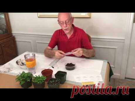 Sowing African violet seeds