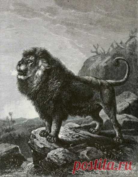 Капский лев фото