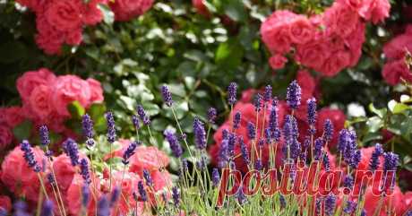 10 растений для вашего сада цветущих в июле Интересные факты обо всём на свете, которых вы, возможно, не знали.