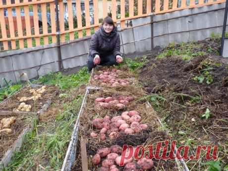 Применяем теплые грядки и получаем ведро картошки с куста | Vusadebke.com | Яндекс Дзен