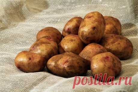 Почему картошка чернеет при хранении? - Экологическое землетворчество | Экологическое землетворчество