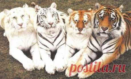 тигры: альбинос, белый, рыжий и бенгальский
