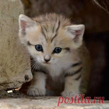 Sand kitten gives hope for near-extinct species, is ridiculously cute