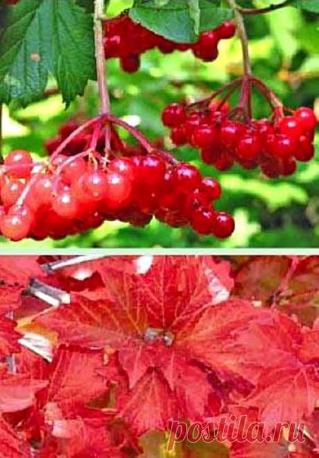 American Cranberry Bush (Jumbo Size) Viburnum trilobum  Fruit larger than nickels! This is one of the best cranberries available! It produces the largest, reddest fruits of any cranberry and since it is native to the U.S. is highly adaptable and easy to grow. Leaves are dark green in the summer, and reddish in the fall. Flowers are white. Fruit is bright red or orange and persists throughout winter. Highbush Cranberry is a cross pollinating plant. It needs two or more vari...