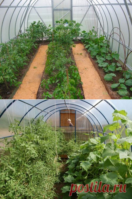 Огурцы и помидоры в одной теплице из поликарбоната: выращивание, можно ли сажать вместе