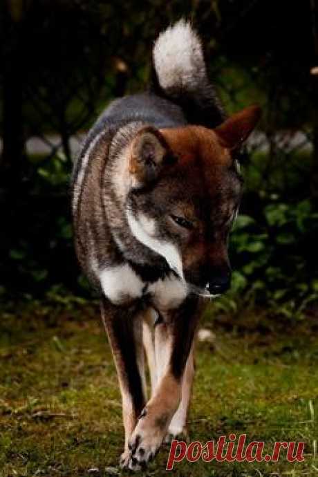 The Shikoku is one of the native Japanese breeds…
Сикоку-одна из национальных японских пород...