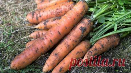 4 самых сахарных сорта Моркови с идеально сладким вкусом | ГАРДЕН (советы для сада) | Яндекс Дзен