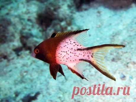 Bodianus anthioides, Lyretail hogfish, Lyretail pigfish, Caudène, 燕尾狐鲷
 Лирохвостый бодиан

Лирохвостый бодиан  - этот длиннохвостый губан с характерной двухцветной раскраской вырастает до 21 см. Питается донными беспозвоночными.