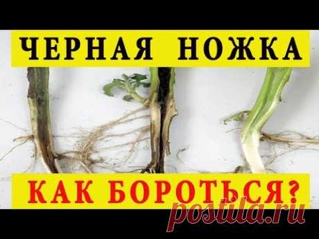 Черная ножка у рассады – как бороться препараты и народные средства.🍅🍆