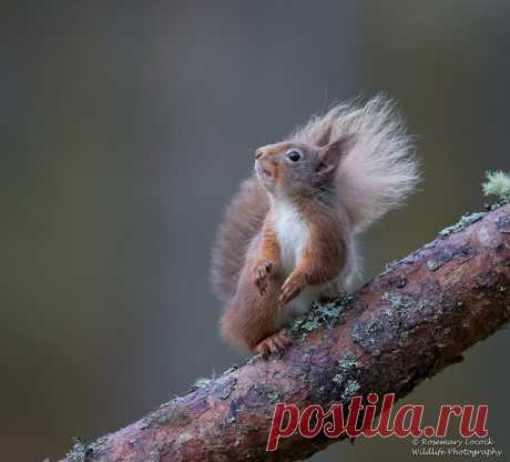 Red Squirrel - Sciurus vulgaris | Carrbridge, Cairngorms, Sc… | Flickr