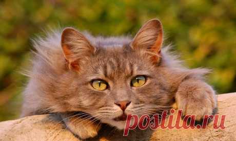 9 признаков горячей любви кота к вам — Лап-Ушки.com — любимые животные