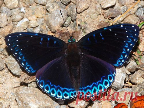 POPINJAY Stibochiona nicea, Namdapha National Park, Arunachal Pradesh, India от пользователя Isaac Kehimkar на Flickr | Eve Pines приколол(а) это к доске Butterflies and Moths and Insects