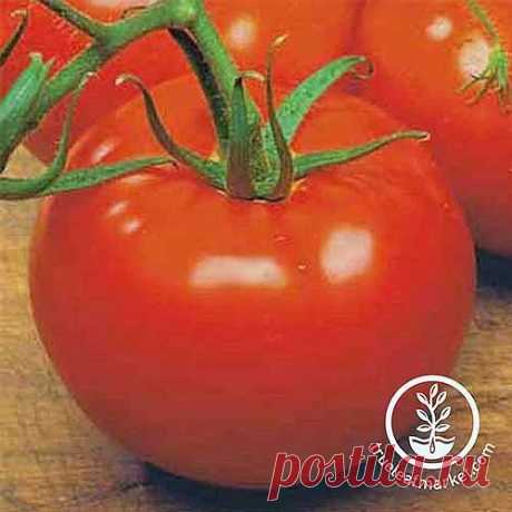 15 ЛУЧШИХ сортов помидоров для сада | Надежда Солодовникова | Яндекс Дзен