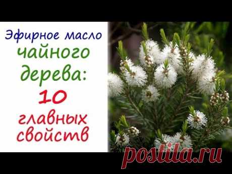 Эффективное лечение маслом чайного дерева. От каких болезней помогает масло чайного дерева?