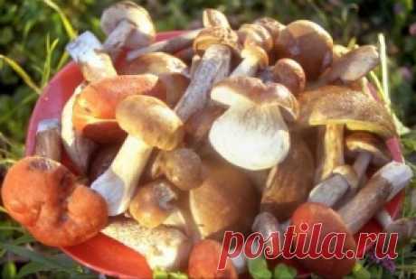 Как правильно вырастить грибы на своём дачном участке Мало кто профессионально или любительски занимается выращиванием грибов на дачном участке или в доме. Это кажется странным - грибы...