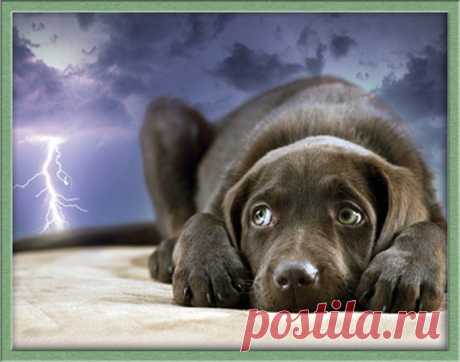 Страхи и фобии у собак | Зоомир