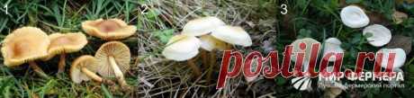 Как выглядят опята: фото съедобных и ложных грибов