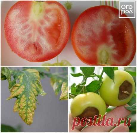 3 причины, почему помидоры вырастают с белыми прожилками внутри | Томаты (Огород.ru)