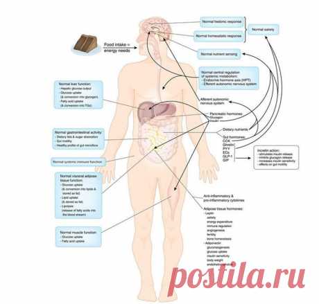 Как разогнать метаболизм: 5 лучших способов Мы живём в счастливое время. Несмотря на все кризисы и проблемы, о которых говорят в новостях, мы, определённо, живём лучше, чем наши предки сто, тысячу и сто тысяч лет назад. У нас есть электричество...