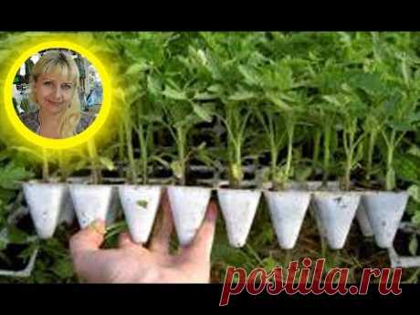 (3) 🌱ТОМАТЫ РАСТУТ В 2 РАЗА БЫСТРЕЕ ! УСКОРЕНИЕ РОСТА РАССАДЫ !🌱 How to grow tomato seedlings - YouTube