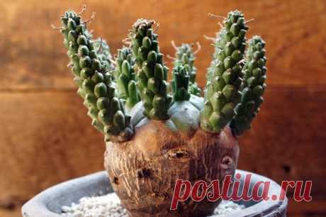 Euphorbia gamkensis.