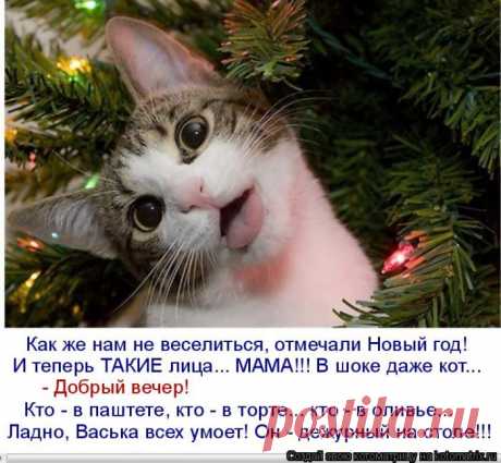 Котоматрицы