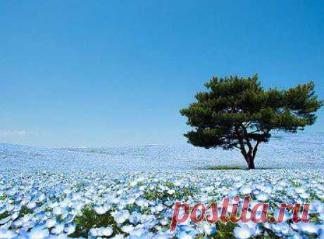 Несколько миллионов цветов немофилы зацвели в японском парке Хитачи-Сисайд

Эти сказочные кадры были сняты в то время, когда распустились цветы немофилы, именно они сделали пейзаж таким неземным.








•••в продолжении ещё фото