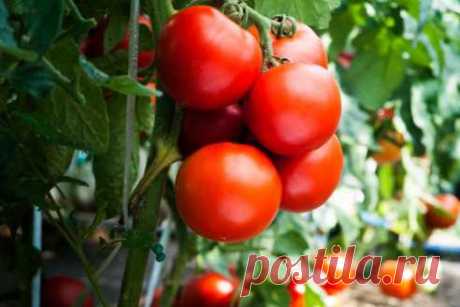 Способы вырастить вкусные помидоры в огороде
в июне