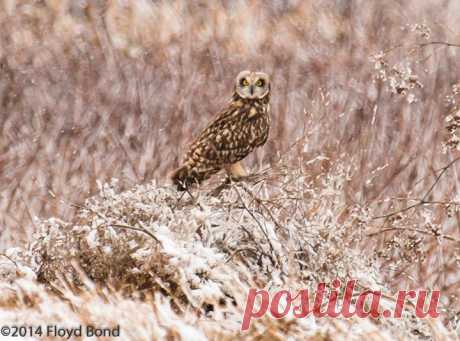 Roy Mangersnes - Photos of The Owl Pages