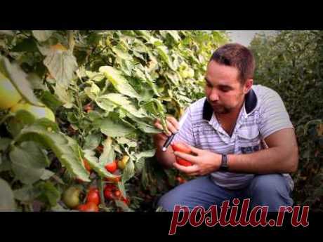 Опыт выращивания розовых томатов от компании — Владам - Юг