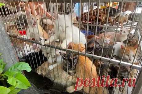 Мужчина похитил 1500 домашних кошек и продал их вьетнамским ресторанам. Мужчина из Вьетнама украл около 1500 кошек за восемь месяцев для ресторанов, которые готовят блюда из кошачьего и собачьего мяса. Около года назад 47-летний Нгуен Хоанг Чау стал частью подпольной сети похитителей, которые занимаются ловлей домашних животных для их последующей продажи на специализированные бойни.