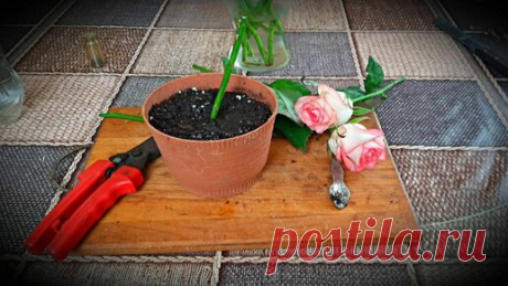 Маленькая Дача | Черенкуем розы из букета мой "рабочий" способ размножить розы с высокой приживаемостью