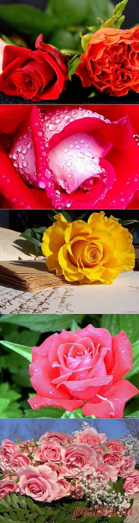 Природа, Розы, roses 19, цветы, розы, фото роз, красивые розы, фотографии цветов, basik.ru