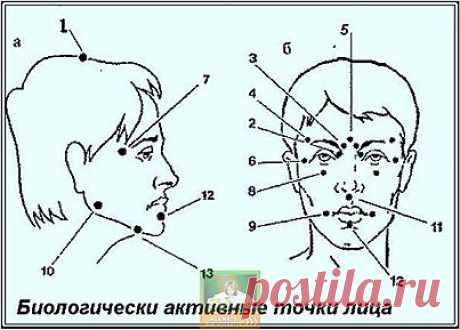 Биологически активные точки на голове - ваша... - Как стать стройной