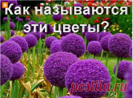 А Вы знаете, как называются эти цветы?