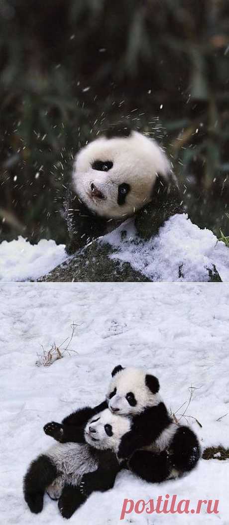 Una Familia de Pandas muy Cute + corcholat.com