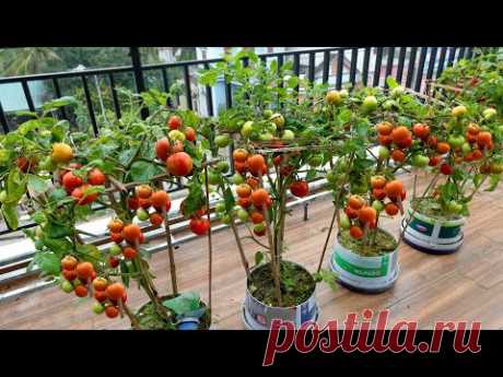 Выращивание помидоров на балконе и случилось непредвиденное
