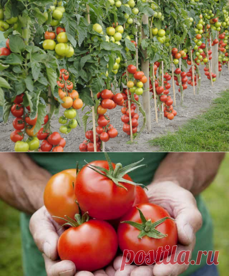 7 простых правил для самого большого урожая помидоров