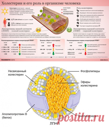Норма холестерина в крови у женщин и мужчин по возрасту, таблица. Холестерин «плохой» и «хороший»